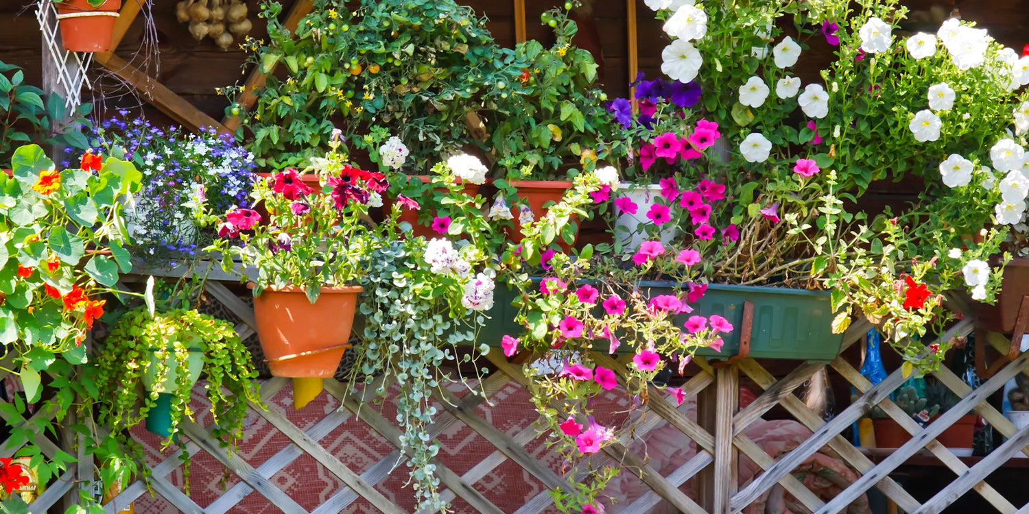 Focus : plantes annuelles
