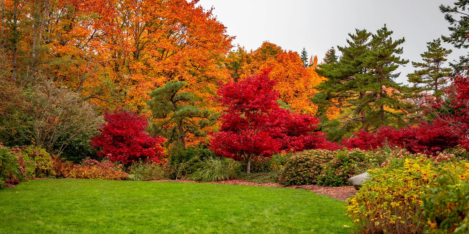 -20% sur les arbres avec AUTOMNE20