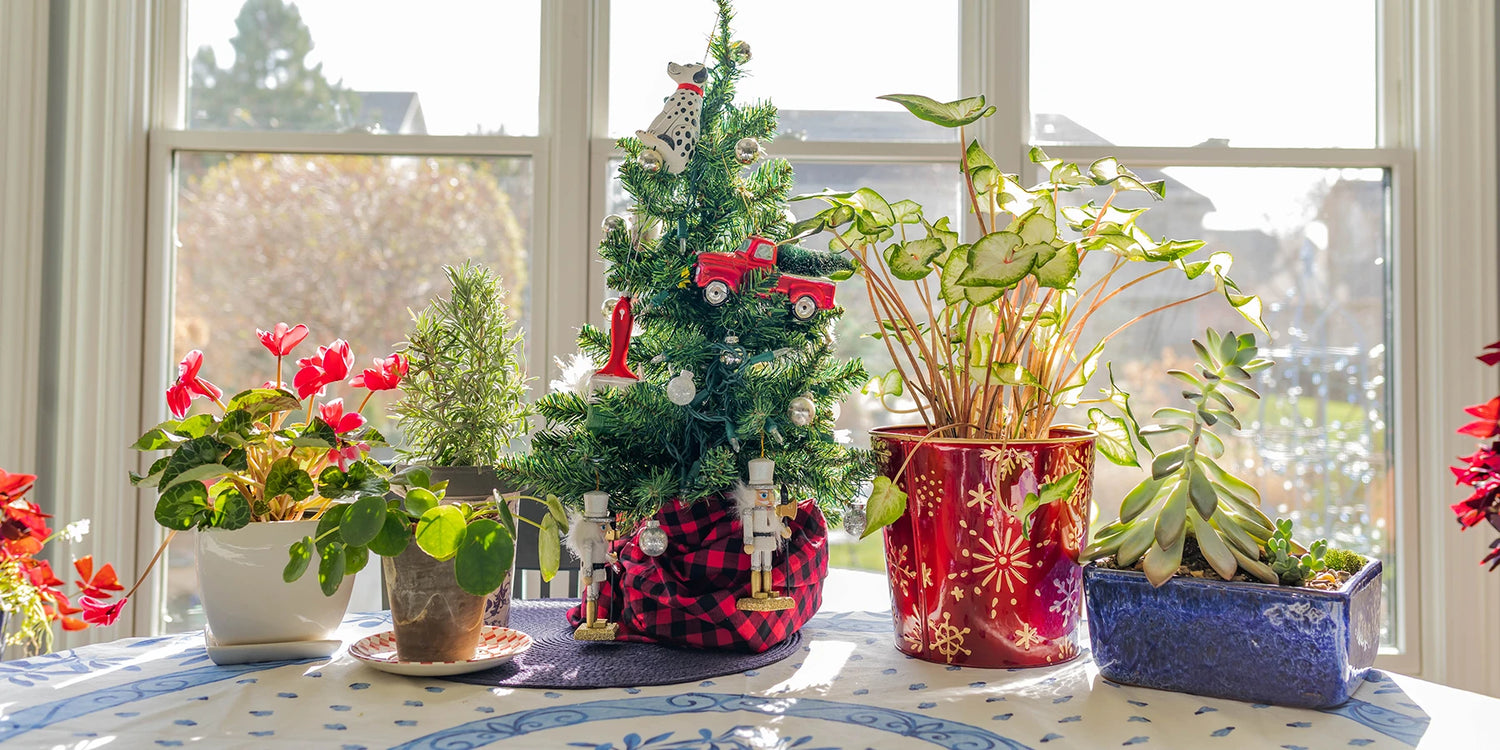 Découvrez la boutique de Noël 