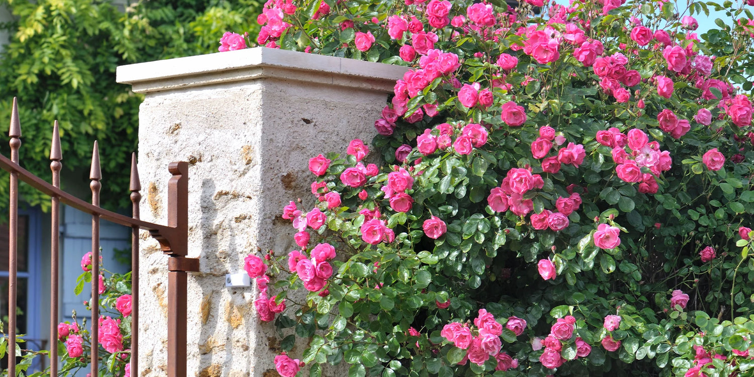 Le retour de nos rosiers en pot !