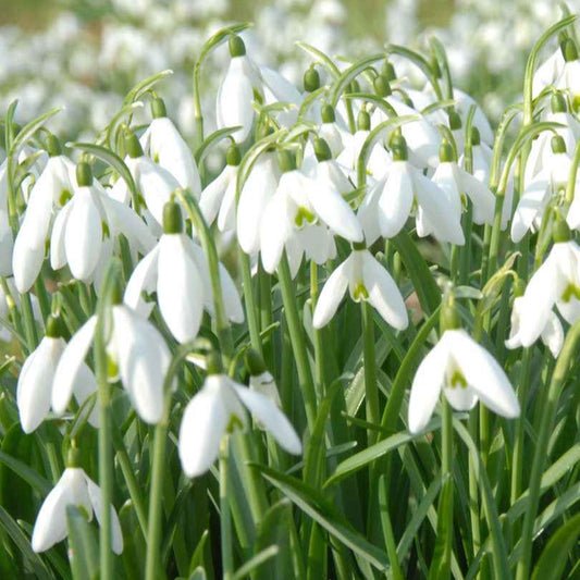 25 Perce-neige simples - Bakker