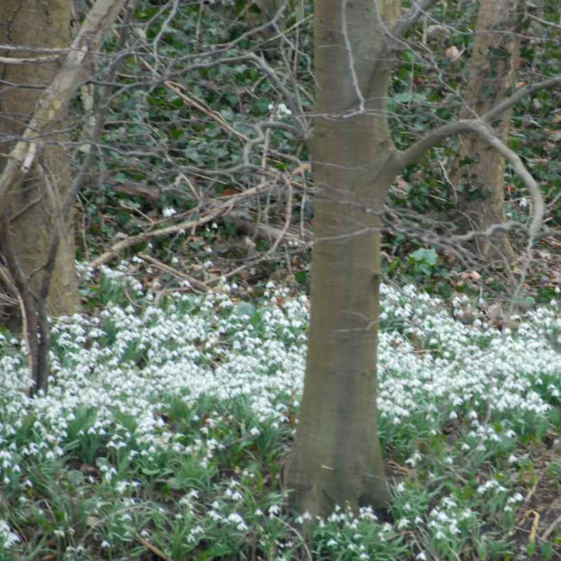 Galanthus nivalis - 25 Perce-neige simples - Bulbes de Perce-neiges - Galanthus