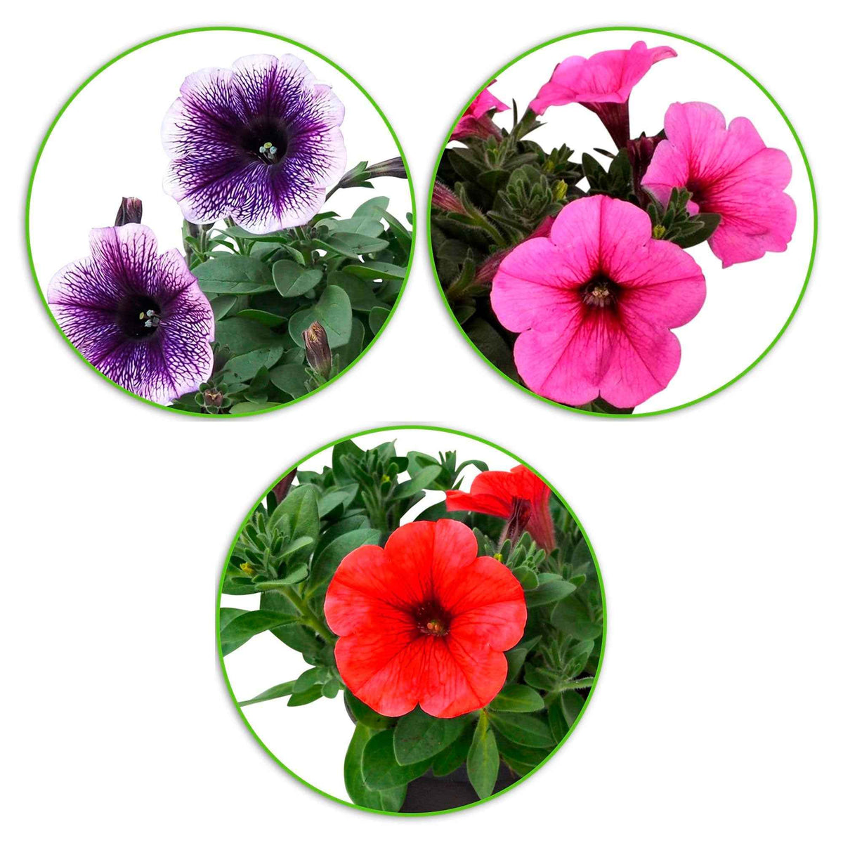 Petunia Alpe tunia® mix - 3 Pétunias des Alpes en mélange - Petunia et Calibrachoa