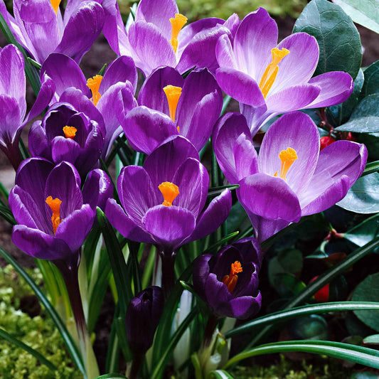 Crocus 'Flower Record' - Arbustes à papillons et plantes mellifères