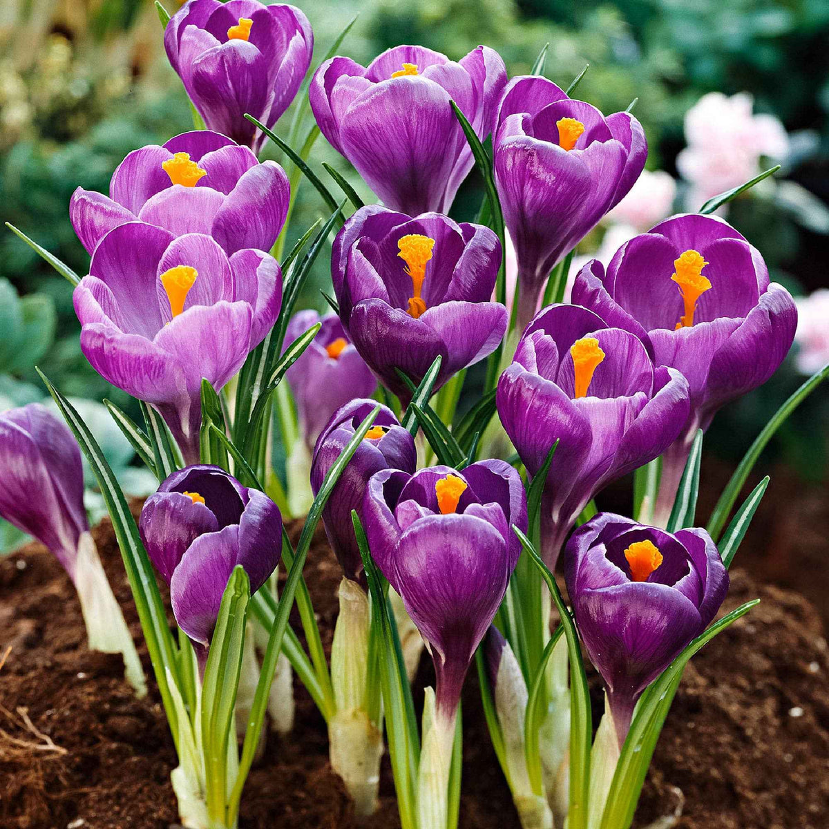Bulbes de Crocus - 15 Crocus Flower Record - Crocus vernus flower record