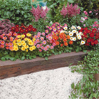 Vente 5 Dahlia miniature Topmix en mélange - Dahlias topmix
