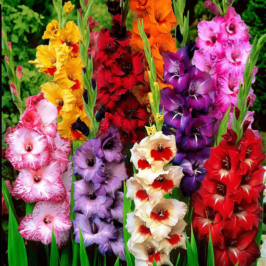 25x Glaïeul à grandes fleurs - Mélange mélange de couleurs - Bulbes d'été