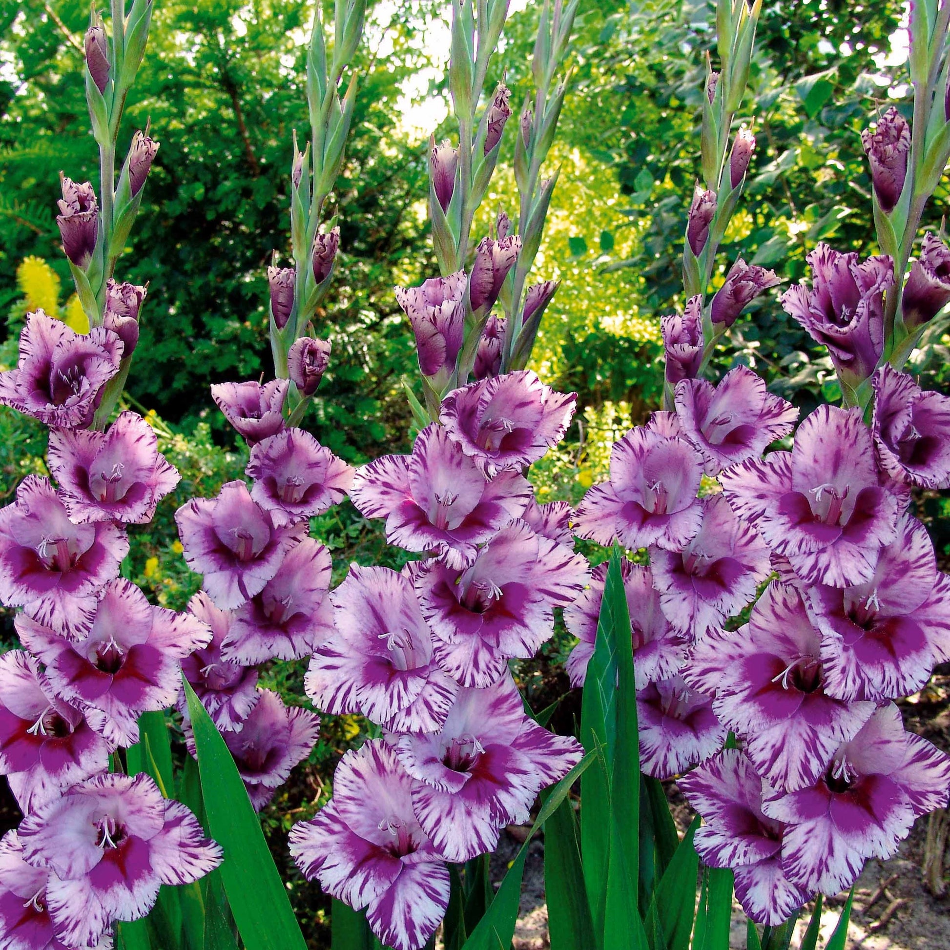 Gladiolus 'zizanie', 'stéréo', 'belle de nuit', 'p - Collection de 50 Glaïeuls - Bulbes de Glaïeul