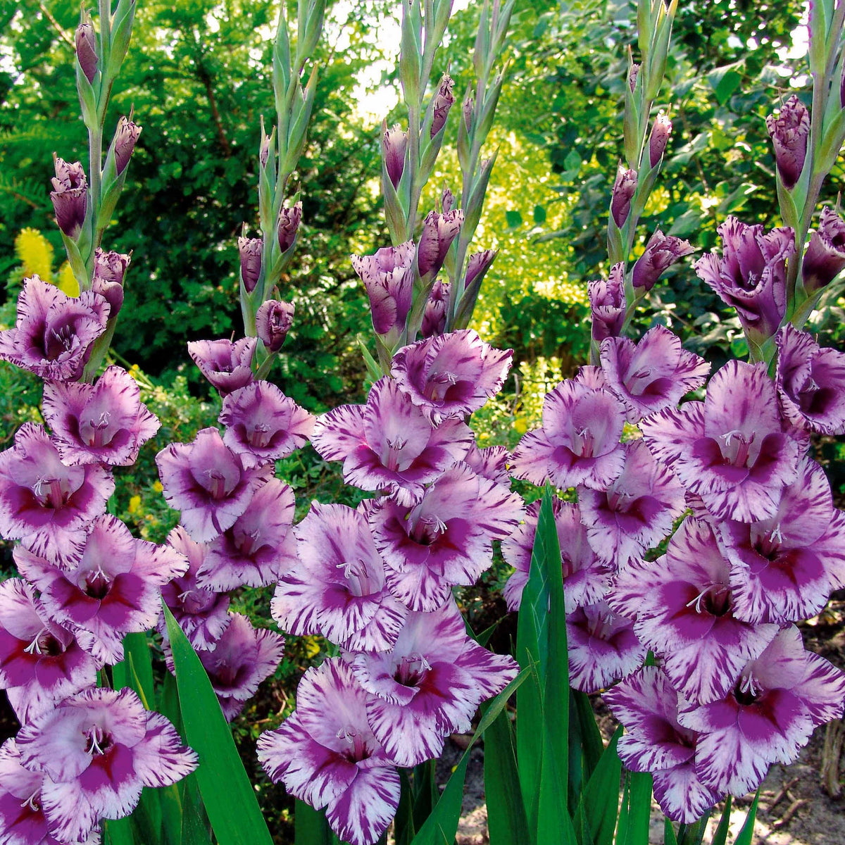 Gladiolus 'zizanie', 'stéréo', 'belle de nuit', 'p - Collection de 50 Glaïeuls - Bulbes de Glaïeul