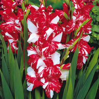 Bulbes de Glaïeul - Collection de 50 Glaïeuls - Gladiolus 'zizanie', 'stéréo', 'belle de nuit', 'p
