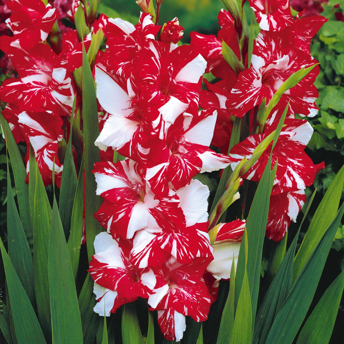 Bulbes de Glaïeul - Collection de 50 Glaïeuls - Gladiolus 'zizanie', 'stéréo', 'belle de nuit', 'p