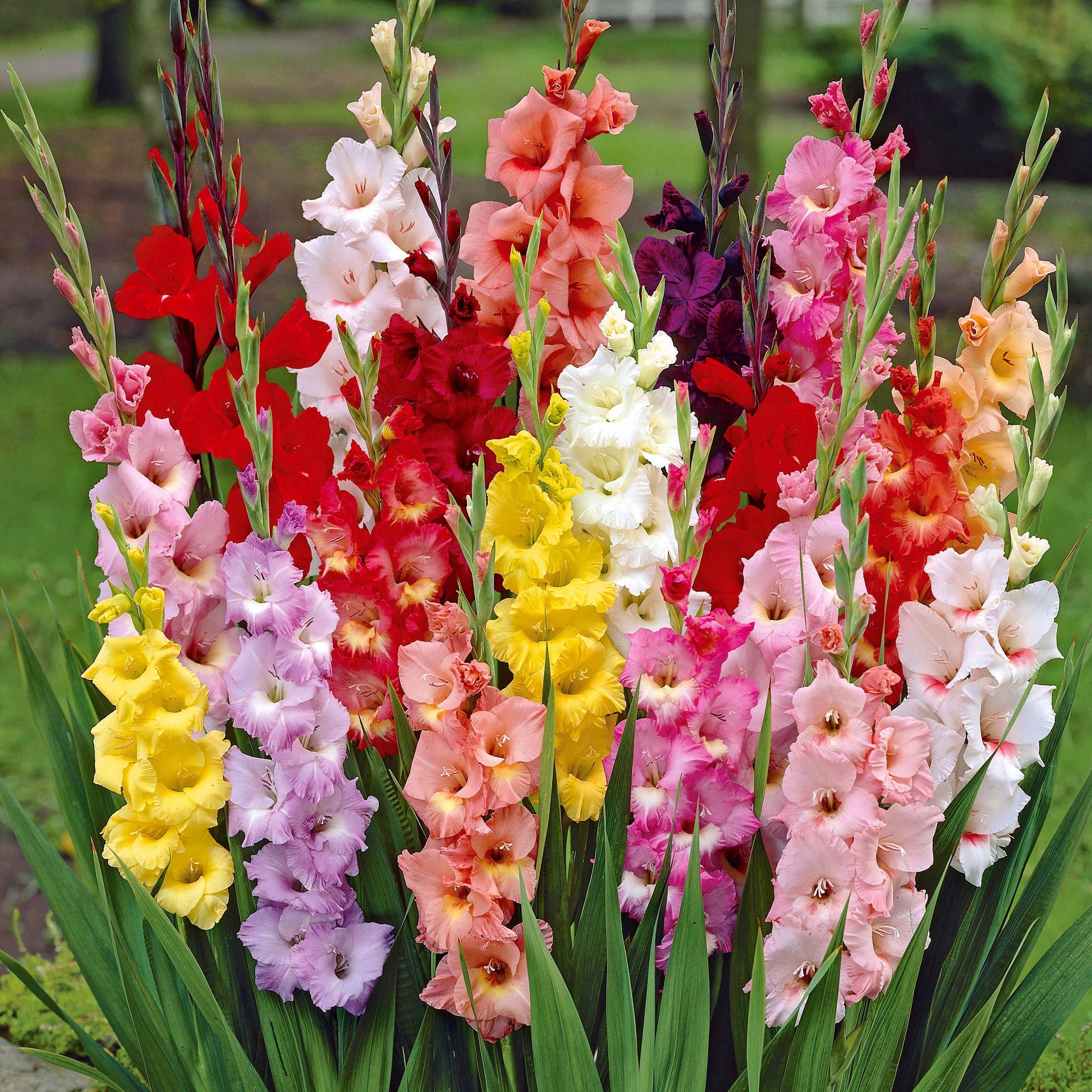 Bakker - Glaïeul à grandes fleurs - Mélange - Gladiolus - Glaïeuls