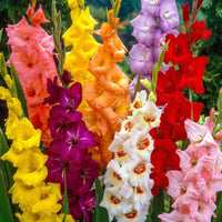 Glaïeul à grandes fleurs - Mélange - Bulbes de fleurs par catégorie