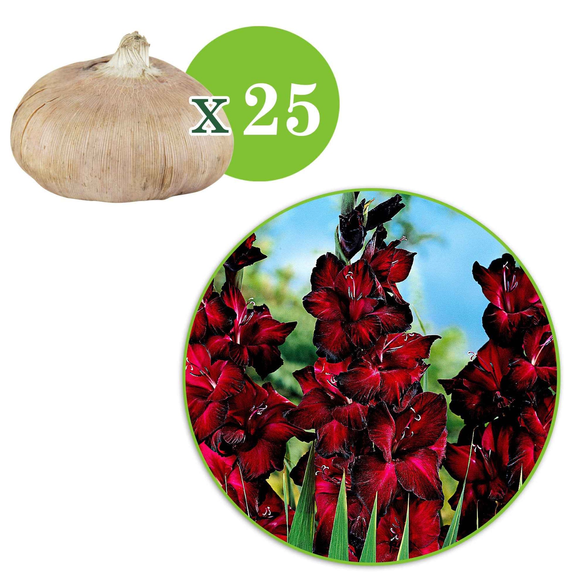 Glaïeul à grandes fleurs Black Jack - 1x emballage (25 bulbes) - Bulbes d été - undefined