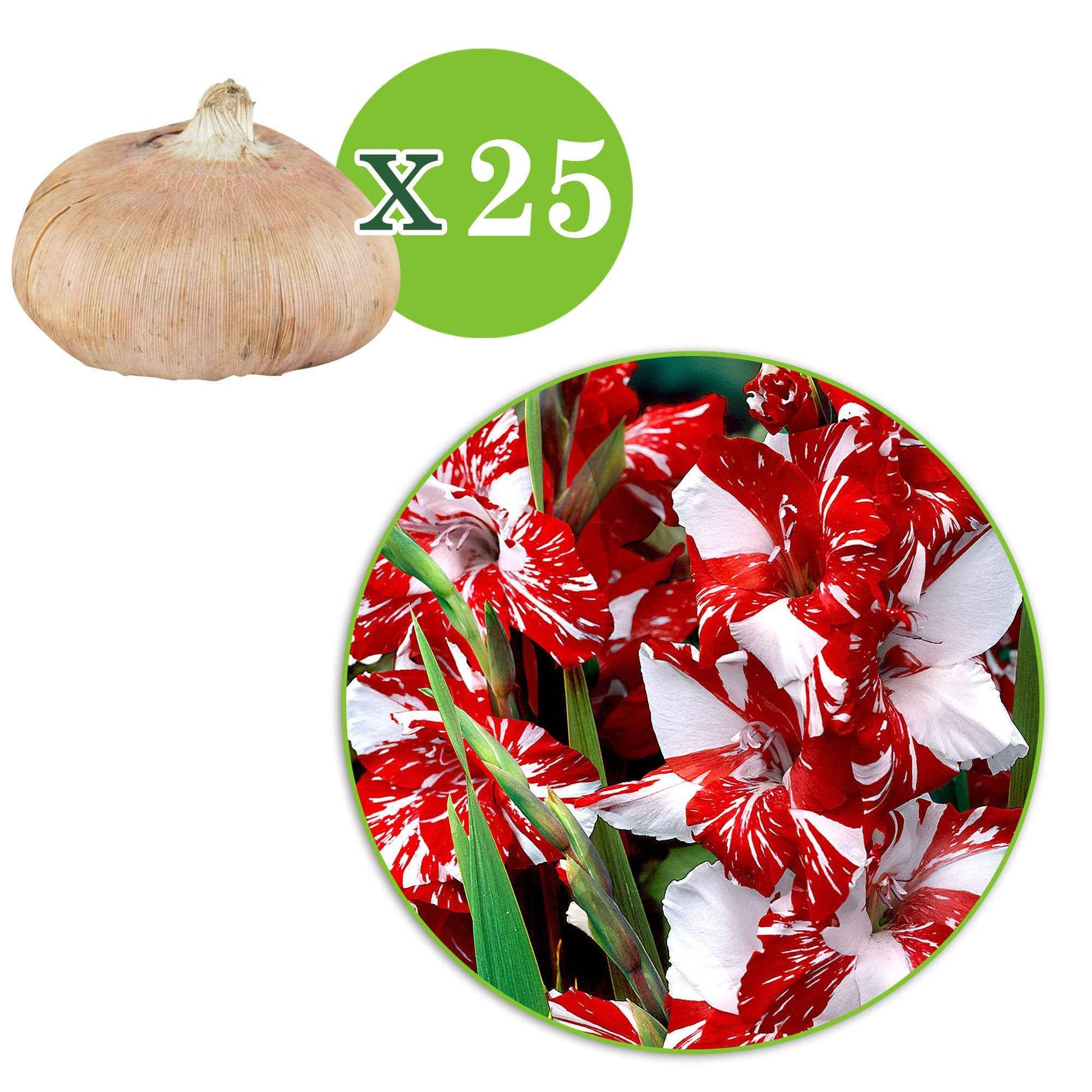 Glaïeul à grandes fleurs Zizanie - Le paquet de 25 bulbes (circ. 12-14 cm). - Bulbes de fleurs par catégorie - undefined