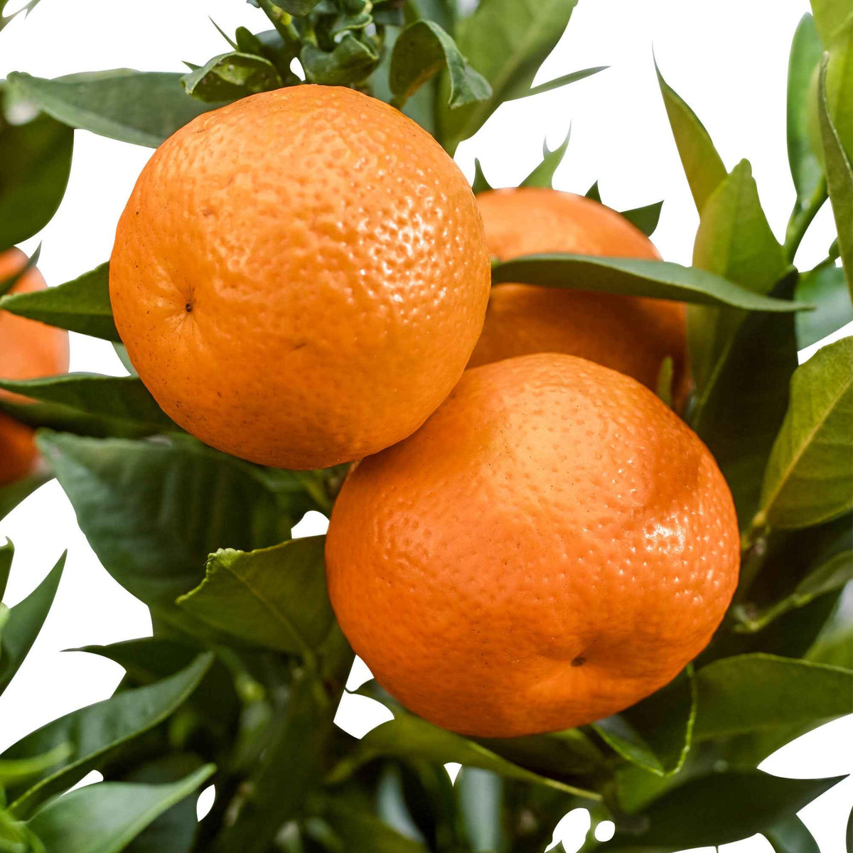 Mandarinier - Citrus reticulata - Bakker