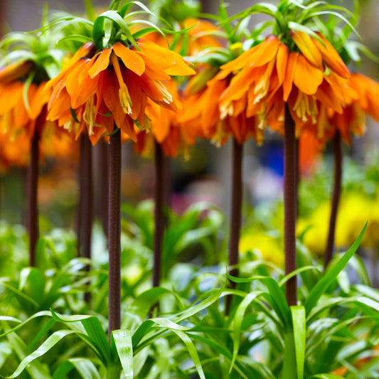 2x Fritillaire impériale Fritillaria 'Orange Beauty' orangé - Arbustes à papillons et plantes mellifères