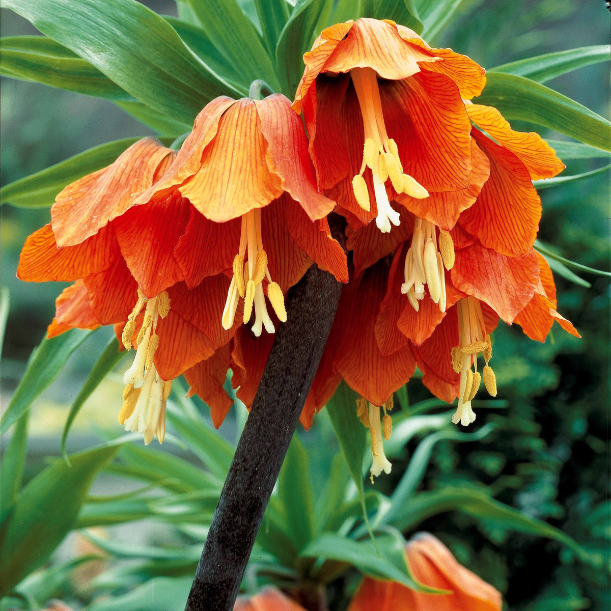 Couronne impériale orange - Fritillaria imperialis - Bakker