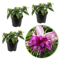 Fuchsia Bella Rosella - Le paquet de 3 en pots de 9 cm. - Caractéristiques des plantes - undefined