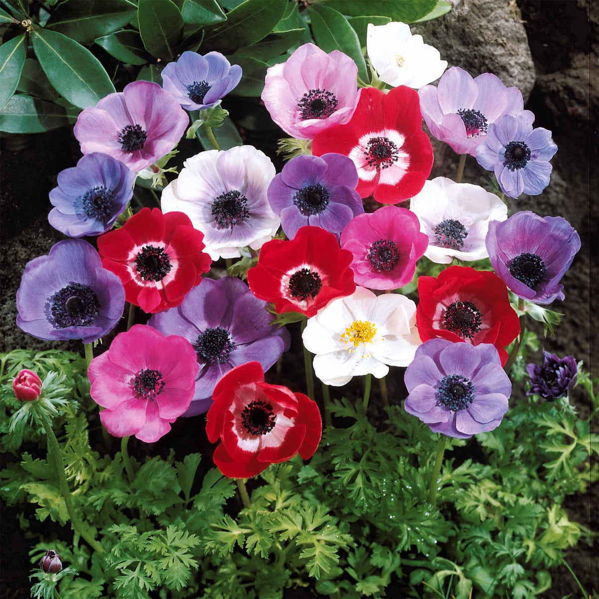 Vente Anémone de Caen en mélange - Anemone coronaria de Caen