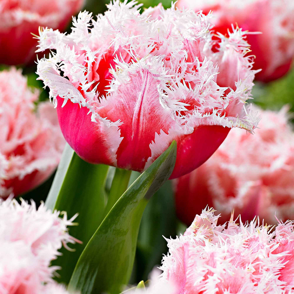 5 Tulipes doubles frangées Queensland - Bakker