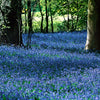 35x Scille de Sibérie  Scilla siberica bleu - Arbustes à papillons et plantes mellifères