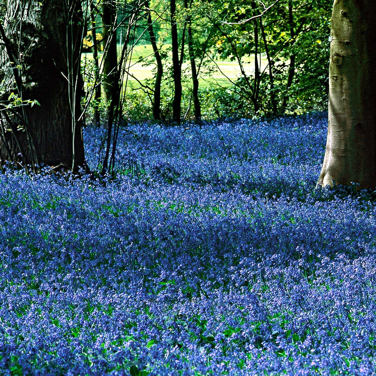 Bulbes de Jacinthe - Scille de Sibérie - Scilla siberica