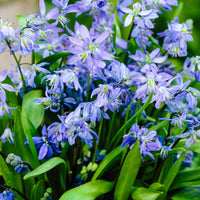 35x Scille de Sibérie  Scilla siberica bleu - Bulbes de fleurs par catégorie