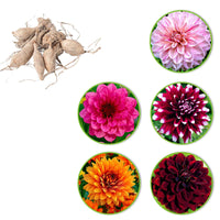 Dahlia à grandes fleurs - Mélange 'Decoratief' mélange de couleurs - Bulbes de fleurs populaires