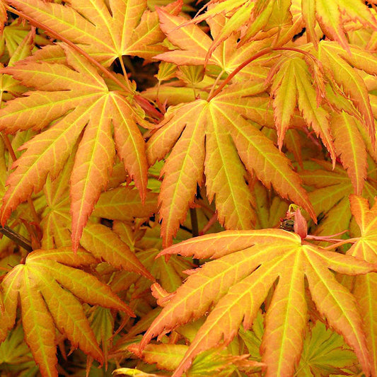 Érable du Japon 'Orange Dream' - Bakker