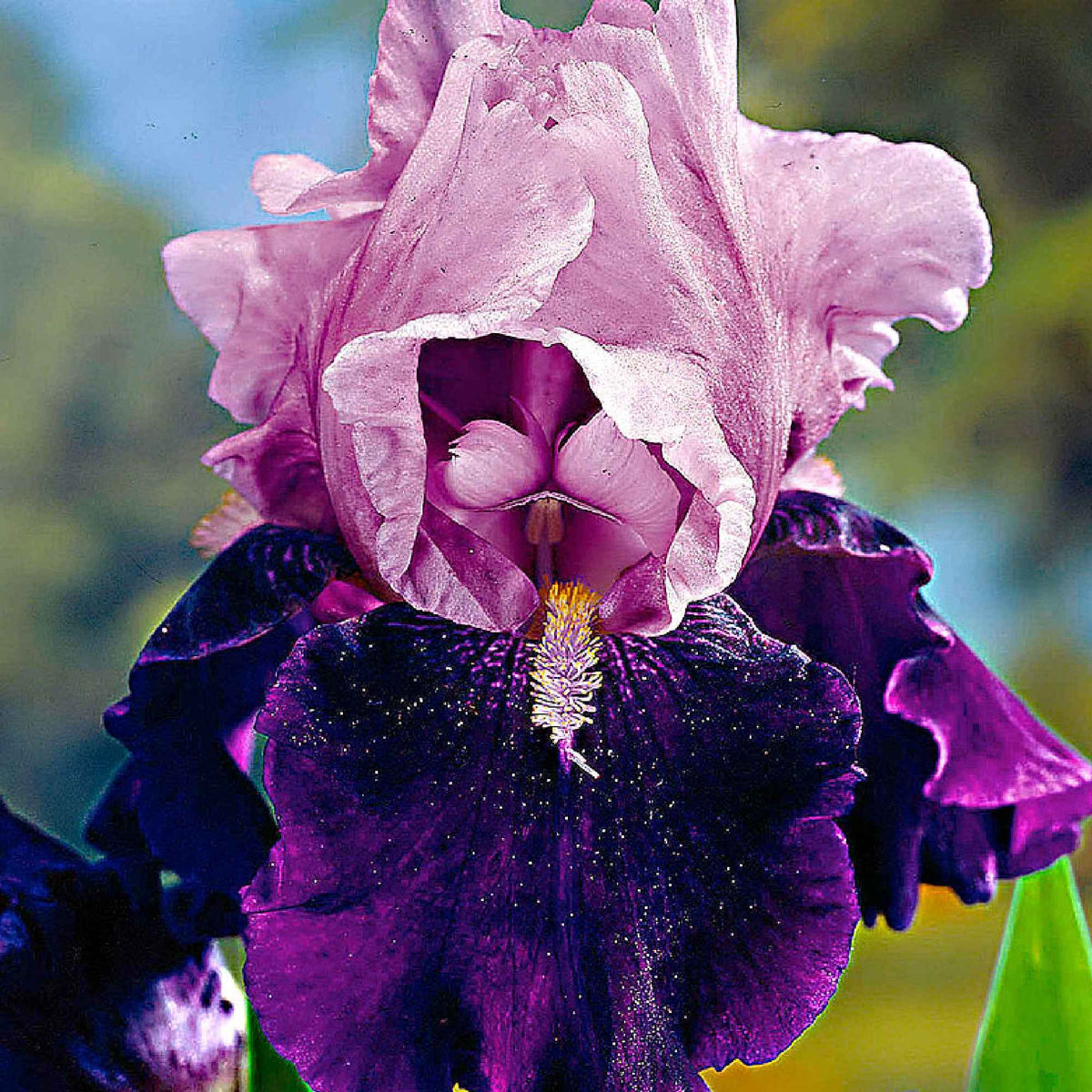 5 Iris des jardins Magic Melange en mélange - Iris germanica - Bakker