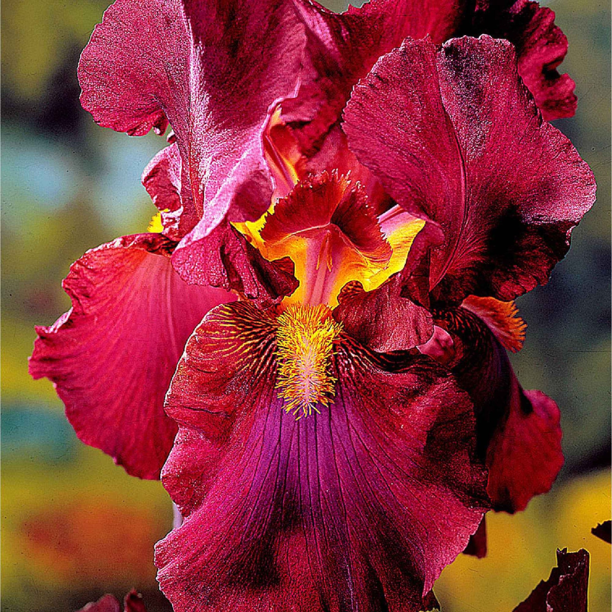 5x Iris barbu - Mélange 'Magic Melange' mélange de couleurs - Plants à racines nues - Iris