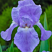 5x Iris barbu - Mélange 'Magic Melange' mélange de couleurs - Plants à racines nues - Plantes d'extérieur