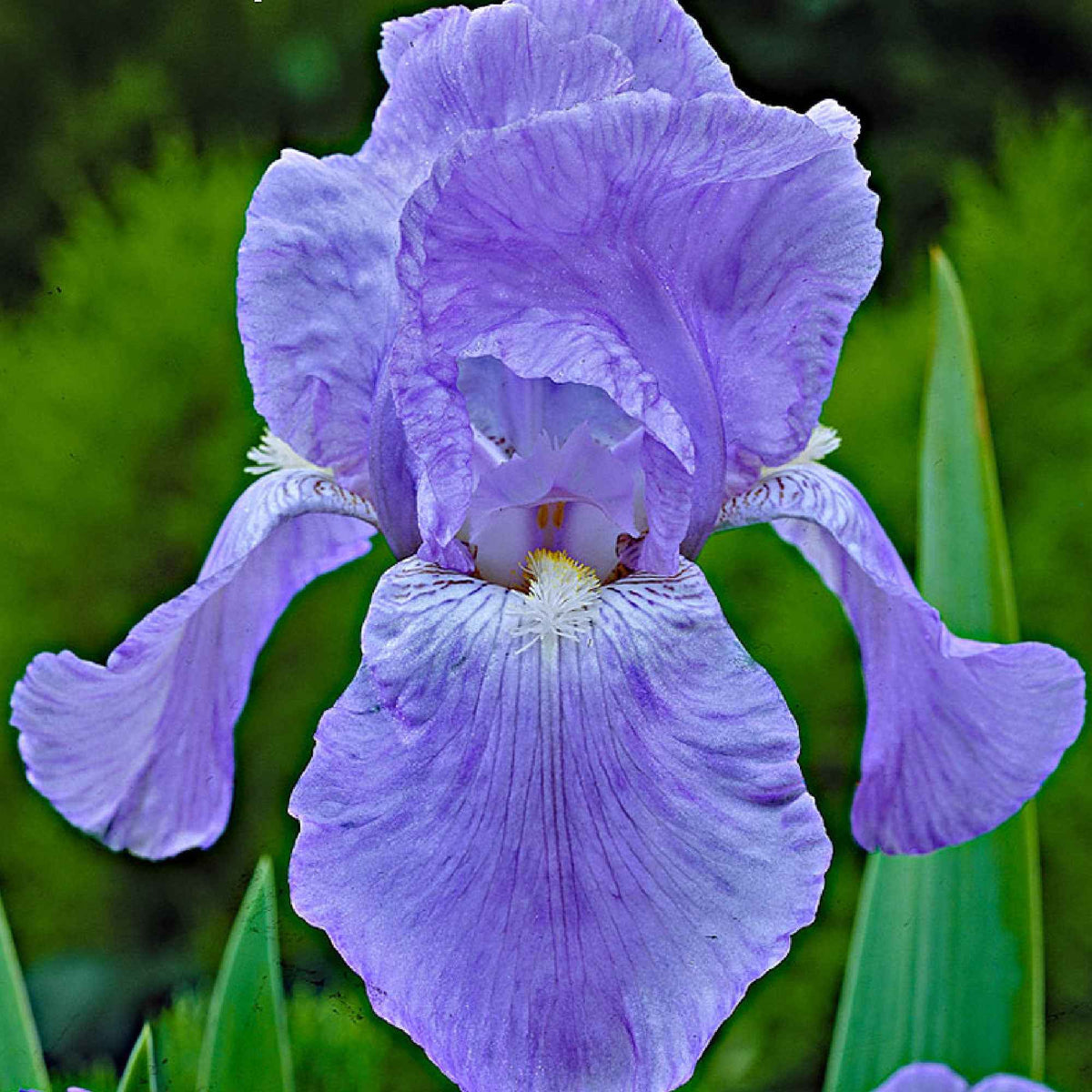 Iris des jardins - 5 Iris des jardins Magic Melange en mélange - Iris germanica