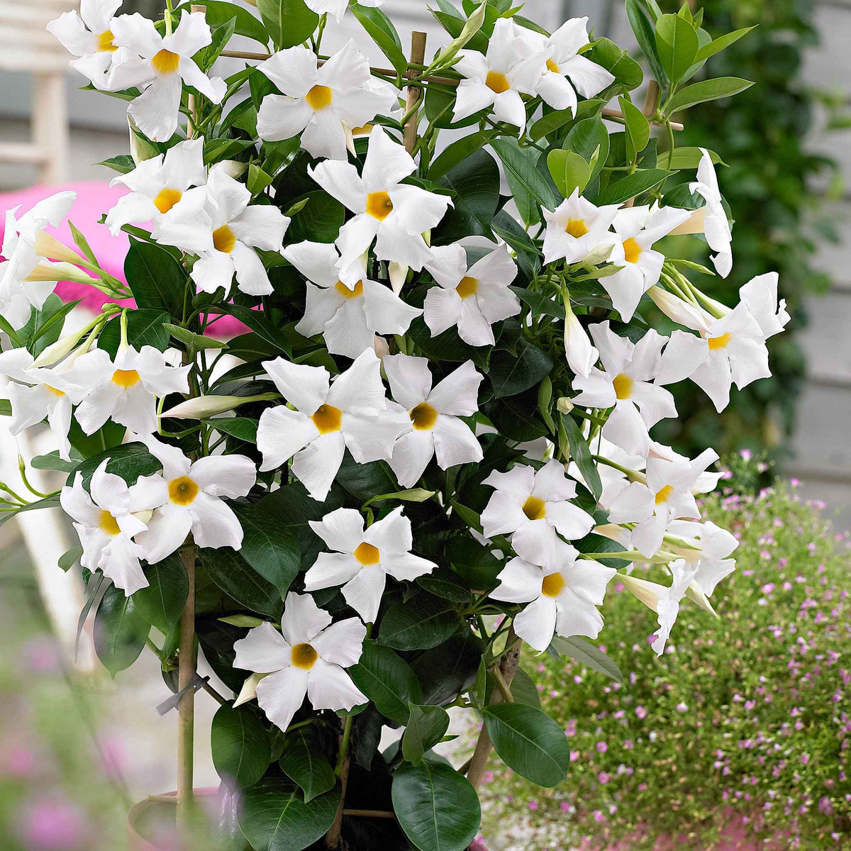 Dipladenia - Jasmin du Brésil blanc - Jasmin du Chili - Mandevilla