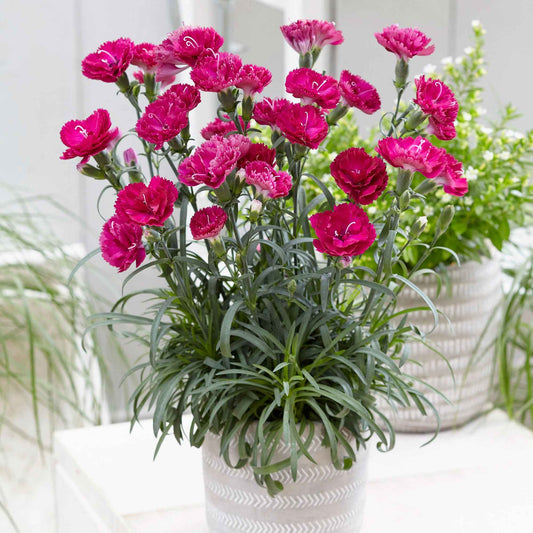 2 Œillets nains roses Fortuna - Bakker