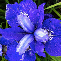 Iris de Sibérie 'Blue bird' - Iris