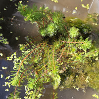 Plantes aquatiques par type de bassin - Myriophyllum 'Red Stem' - Myriophyllum rubricaule Red Stem