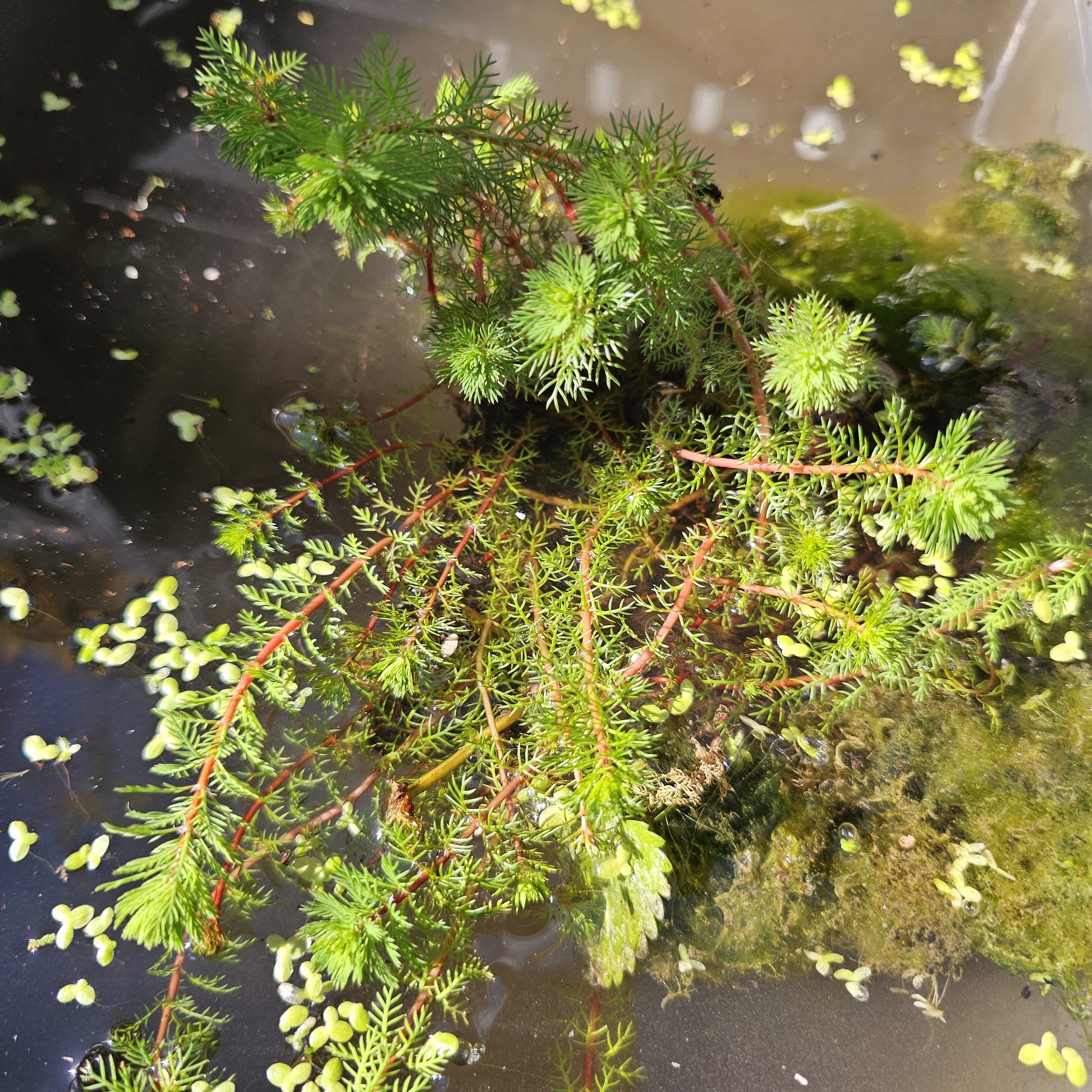Plantes aquatiques par type de bassin - Myriophyllum 'Red Stem' - Myriophyllum rubricaule Red Stem