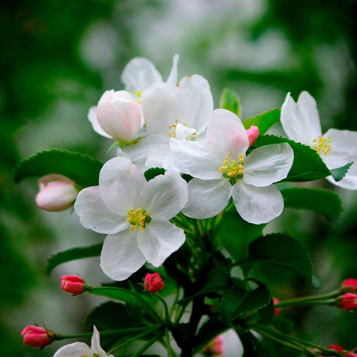 Pommier sur tige 3 variétés en 1 - Malus domestica Jonagored, Golden Delicious, Elstar - Bakker
