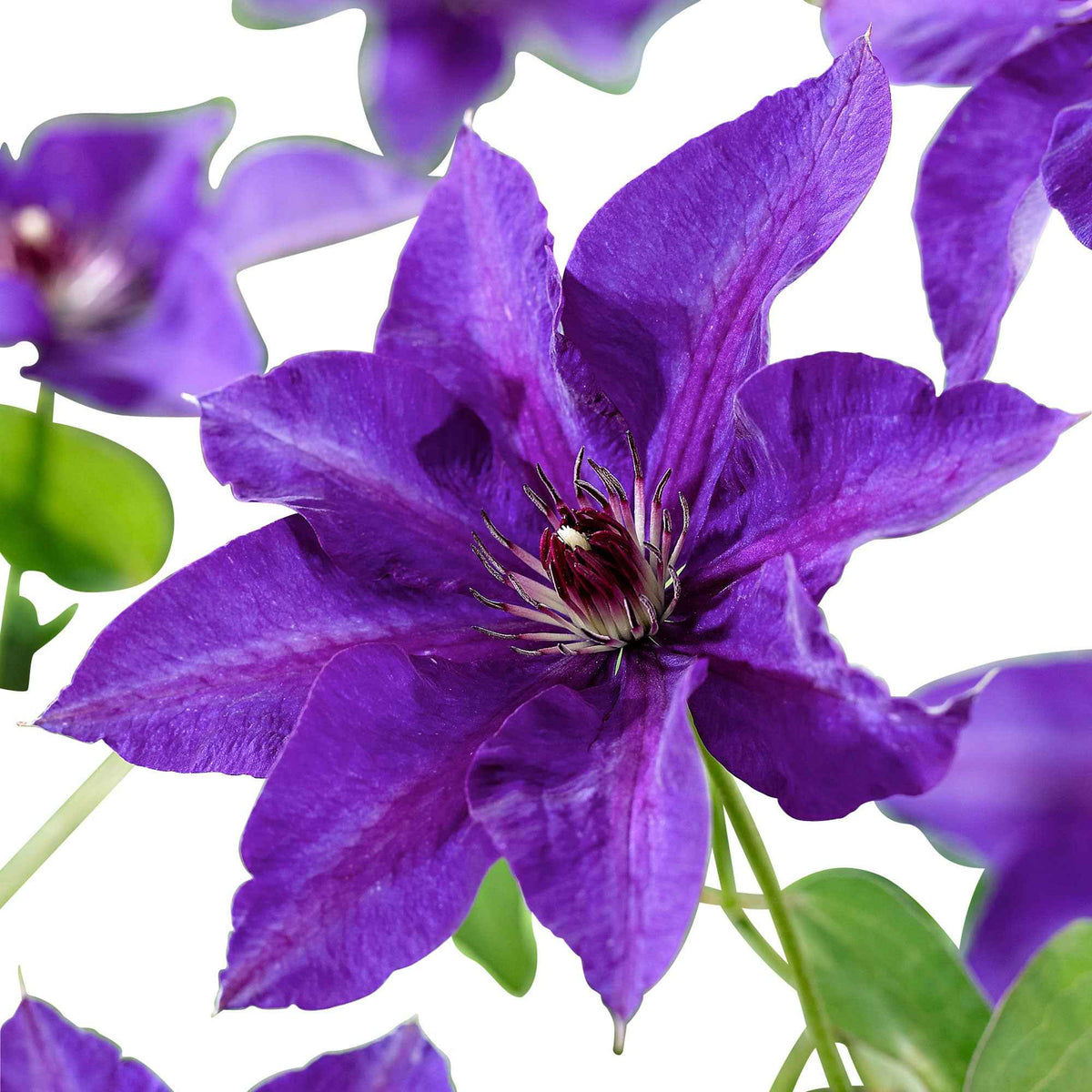 Clématite 'The President' - Clematis Président - Bakker