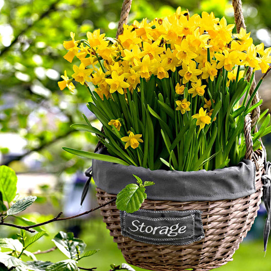 Narcisses  Narcissus ''Tête-à-Tête' ' jaune - Bulbes de fleurs populaires