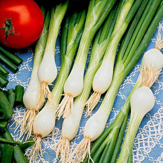 Graines de légumes 'White Lisbon' - Ail et oignons