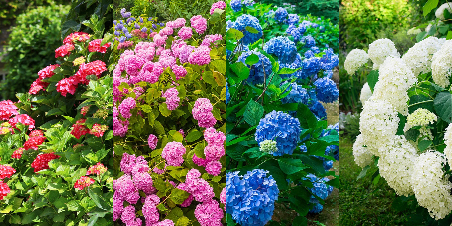 Deal du weekend : 4 hortensias à -50%
