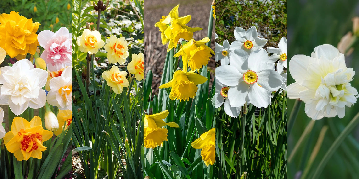 Deal du Weekend: Narcisses à -50%