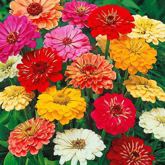 Zinnia à fleurs de dahlia en mélange - Bakker