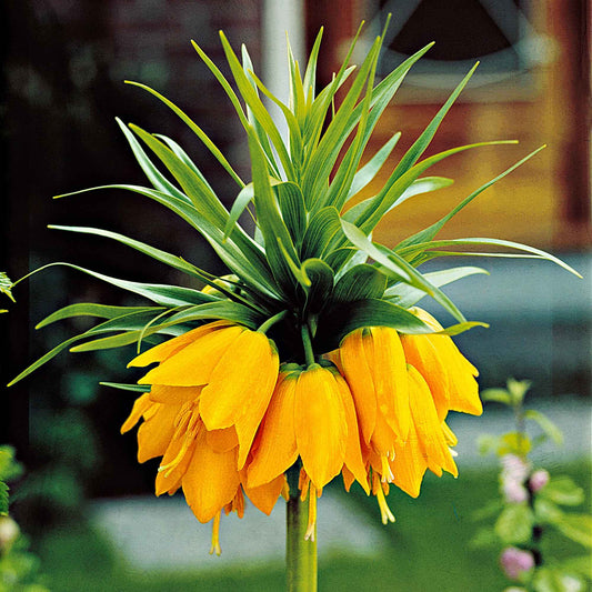 2x Fritillaire impériale Fritillaria 'Lutea' jaune - Arbustes à papillons et plantes mellifères