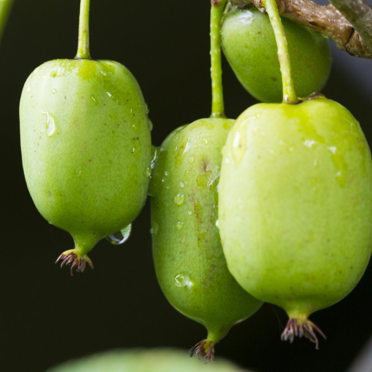 Actinidia arguta 'Issai' - Actinidia arguta Issai - Bakker