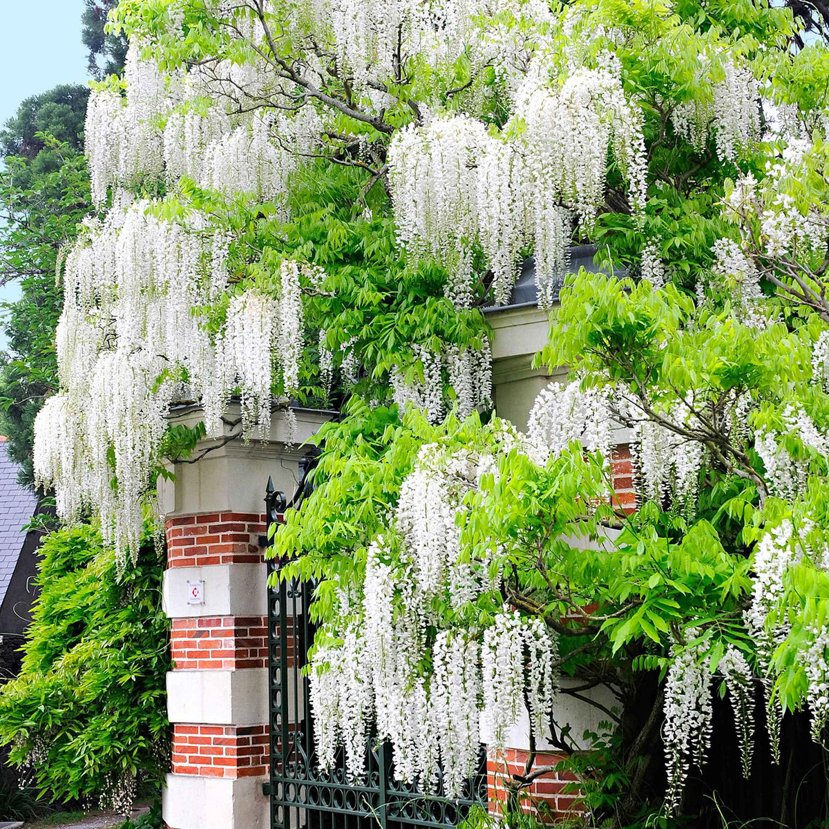 Glycine blanche - Bakker