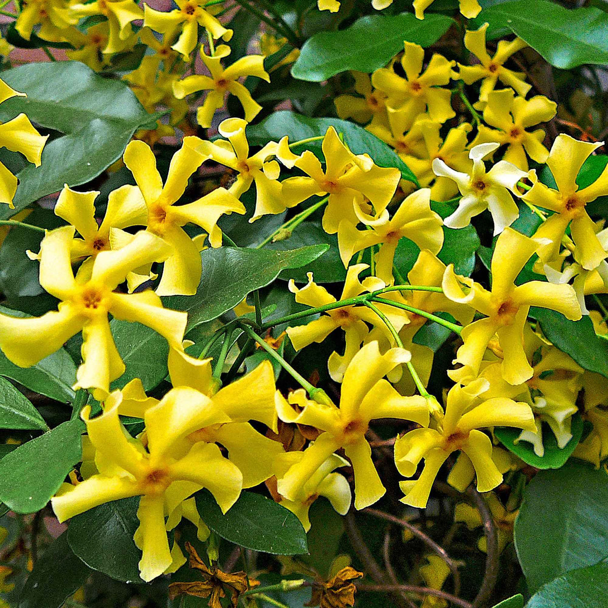 Jasmin étoilé 'Star of Toscane' - Trachelospermum jasminoides Star of Toscane - Bakker